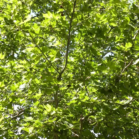 La Terrasse Du Marche Aux Fleurs