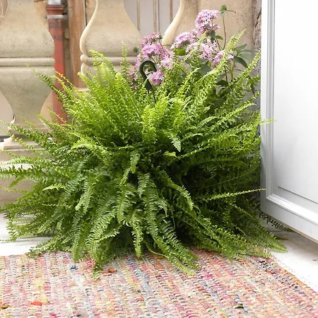 La Terrasse Du Marche Aux Fleurs Montpellier